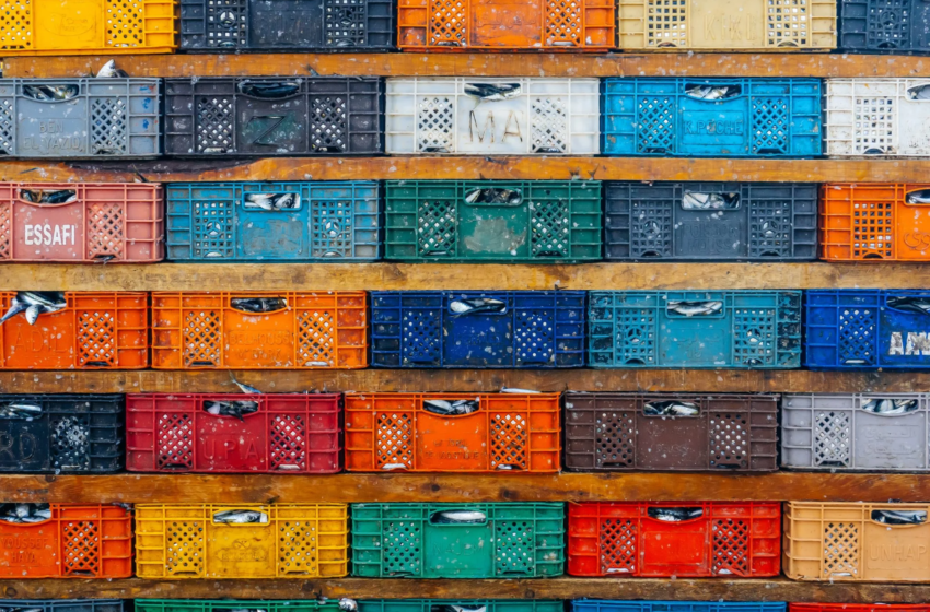  Morocco to Suspend Frozen Sardine Exports in February to Boost Local Supply