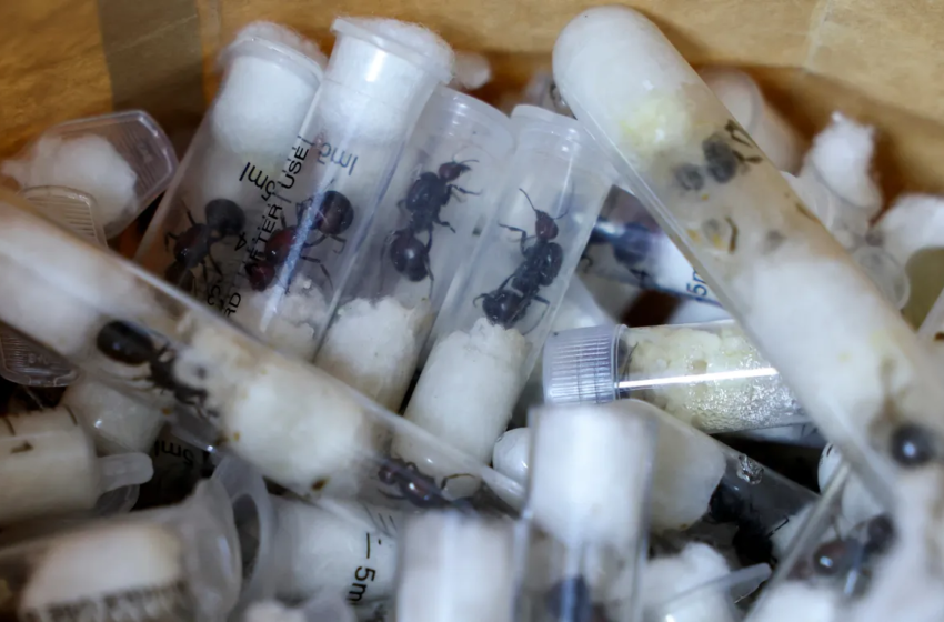  Man arrested at Nairobi airport with 2,200 smuggled ants