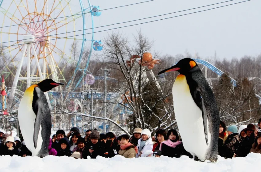  Japan zoo staffer allegedly dumps wife’s body inside incinerator