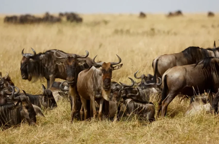  Kenyan Activists Challenge Maasai Mara Lodge Expansion