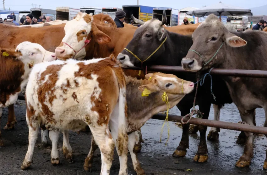  EU Suspends Namibian Beef Imports Over Disease